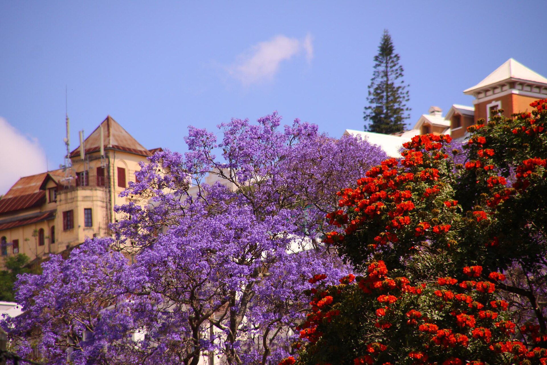 Jacaranda en fleurs à Antananarivo