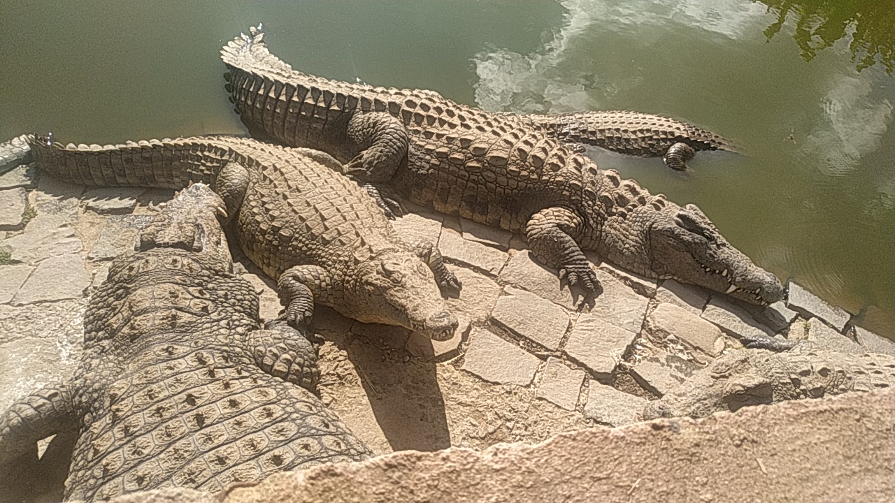 Crocodiles à Croc Farm près d'Antananarivo