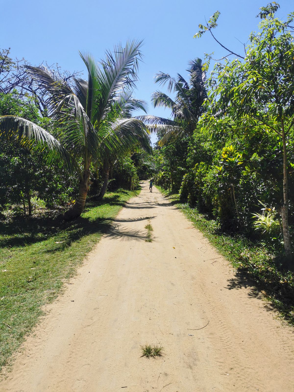 Route rurale bordée de végétation à Madagascar